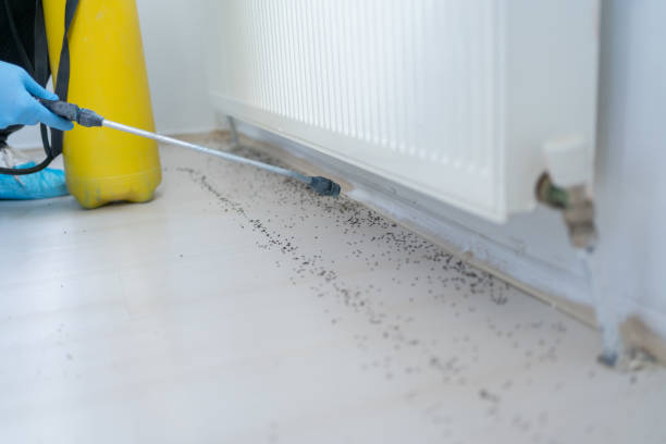 Best Ant Control Services  in Woxall, PA